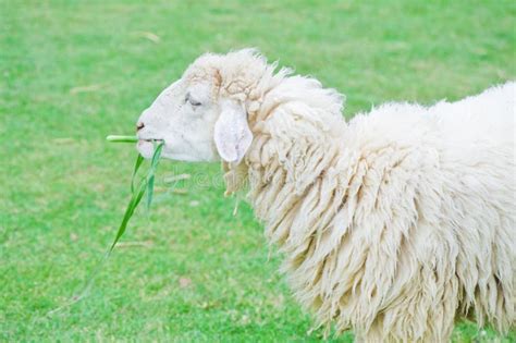 Sheep Eating Grass Stock Image Image Of Land Group 30597727