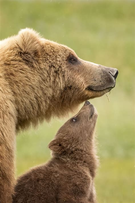 15 Incredible Wildlife Winning Photos From The Nbp International Awards 2023