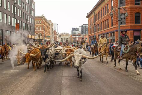 National Western Stock Show Opens In Denver Westword