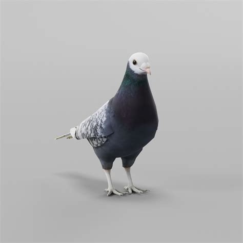 Saxon Monk Pigeon Breed Blender Market
