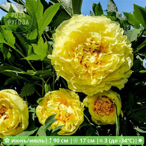 Питомник Роза Ругоза - Пион ИТО гибрид Йеллоу Краун (Itoh Yellow Crown)