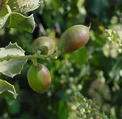 Prunus Ilicifolia Hollyleaf Cherry