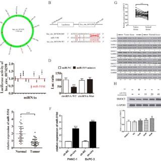 Mechanism Diagram Hsa Circ 0074298 Promotes The Expression Of SMOC2