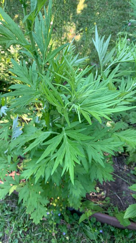 Полынь обыкновенная (Artemisia vulgaris) - PictureThis