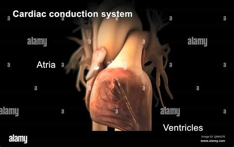 conduction system  res stock photography  images alamy