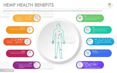 Hemp Health Benefits Horizontal Business Infographic Stock Illustration Download Image Now