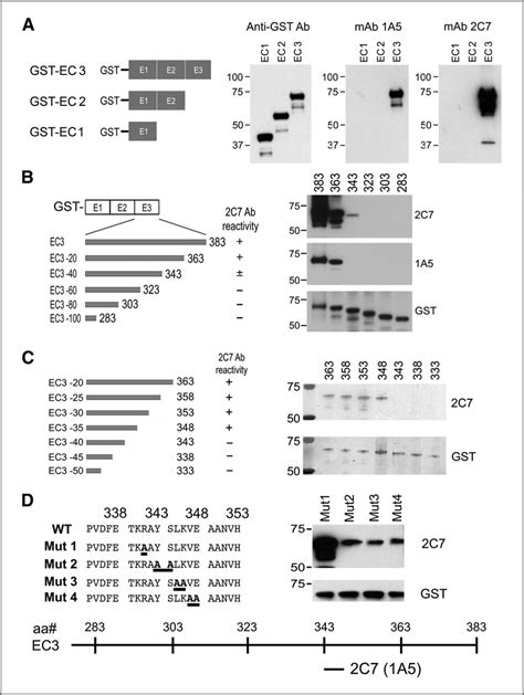 Mapping Mab 2c7 And Mab 1a5 Epitope In The Cad11 Ec3 Domain Western Download Scientific