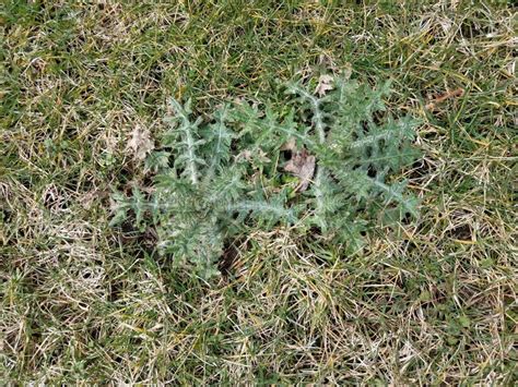 Green Weed With Spikes In The Green Grass Or Lawn Stock Photo Image