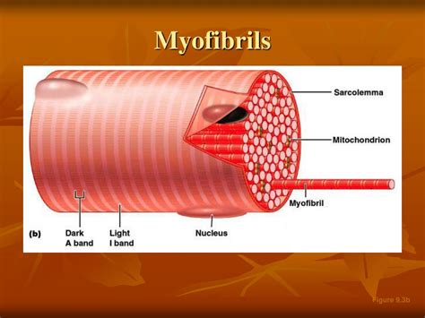 muscle overview powerpoint    id