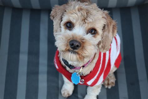 Cavapoo Haircuts: The Essential Guide with Pictures of Haircut Styles