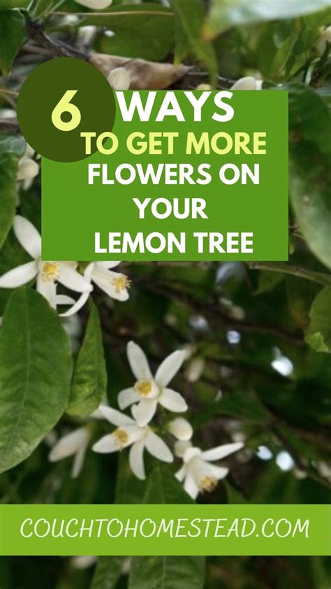 Meyer Lemon Tree Artofit