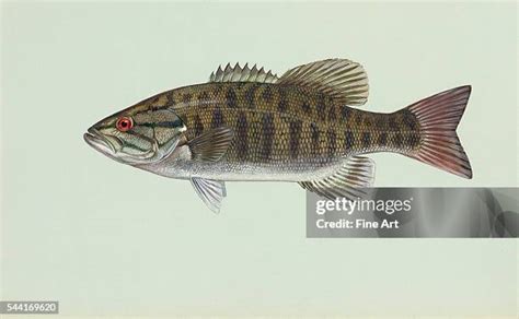 Bass Fish Art Photos And Premium High Res Pictures Getty Images