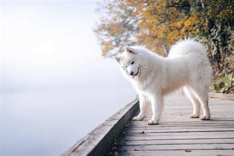 samoyed dog breed health  care petmd