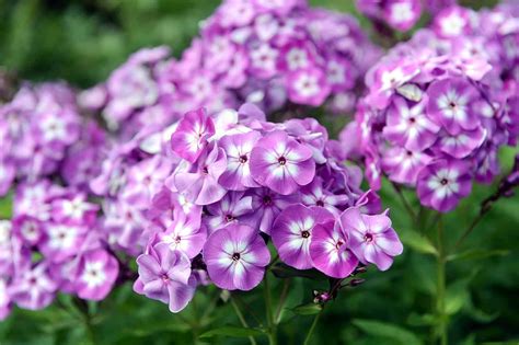 How To Grow Woodland Phlox Plant | Plantly