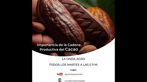 Importancia De La Cadena Productiva Del Cacao Youtube