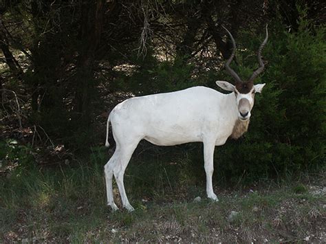 Addax Antelope for Sale - Cold Creek Ranch Texas