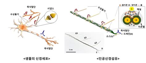 Kist 뇌신경세포망 모사 인공섬유소자 개발