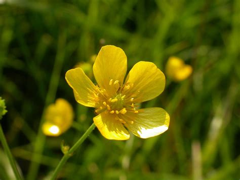 Engsoleie, smørblomst - Ranunculus acris - Naturfakta