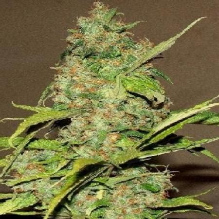 Wonderberry seeds for sale - 23 offers to buy Wonderberry seeds online
