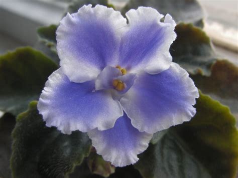 Выращивание фиалок, размножение фиалки в домашних условиях — Блог Три и ...