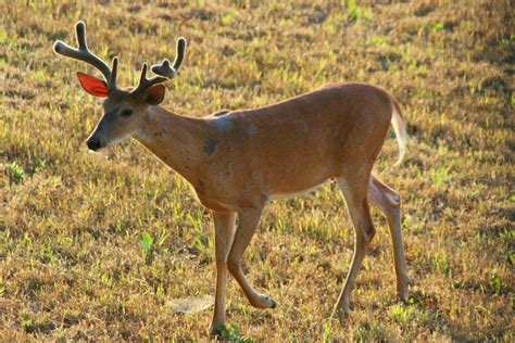 White Tailed Deer Mammals Of Jekyll Island Ga · Inaturalist