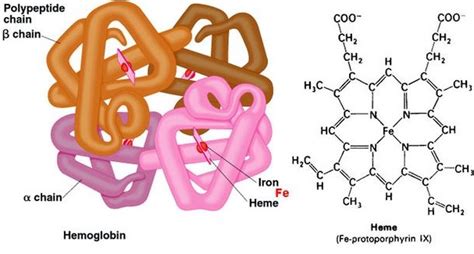 Fungsi Hemoglobin Pada Sel Darah Merah