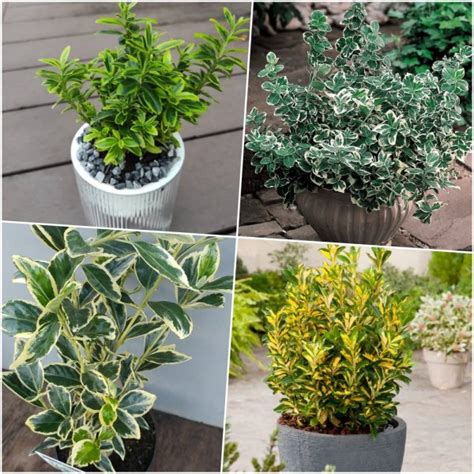 Японски чашкодрян - микс