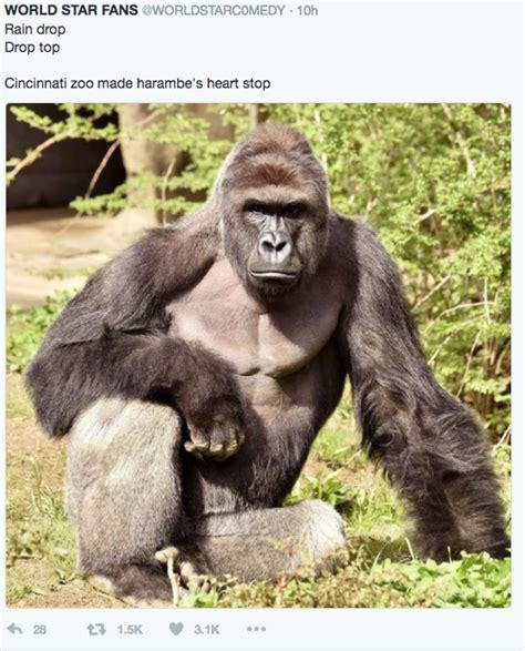 RAIN DROP DROP TOP MEMES ARE SKYROCKETING!! Harambe is now involved ...