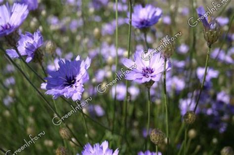 Катананхе: описание цветка, фото, особенности выращивания