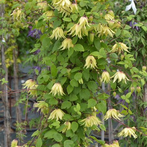 Растение княжик (64 фото)