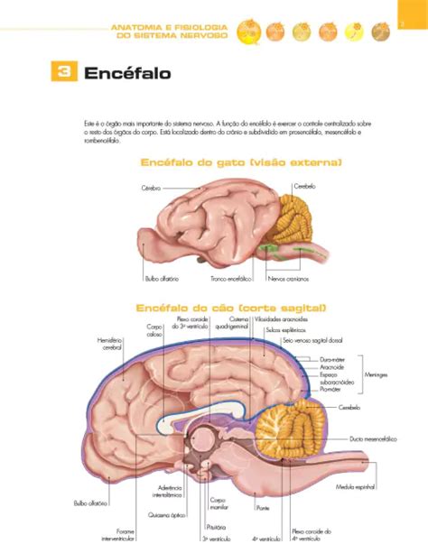 Livro Atlas Educacional Para Tutores De Pet Neurologia 1ª Edição 2023