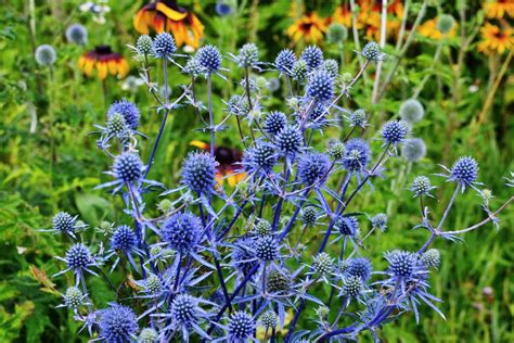 Синеголовник на клумбе (50 фото) - фото - картинки и рисунки: скачать ...