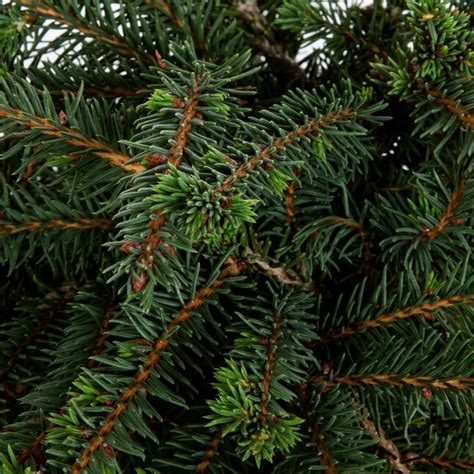 Lowes Birds Nest Spruce Accent Shrub In 2 5 Quart Pot Nursery At