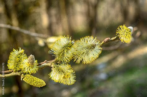 The Furry Buds Of Pussy Willow This Is Eared Willow Salix Aurita Flowering Willow Close Up