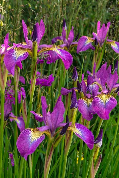 Wetland Iris Easy Hardy And Spectacular Hardy Plants Flowers
