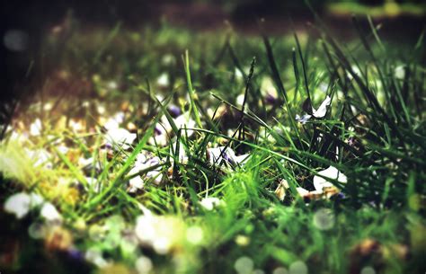 The Green Green Grass 7