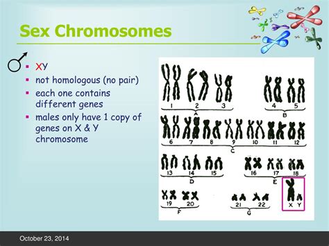 Ppt Sex Determination Nondisjunction Disorders Powerpoint