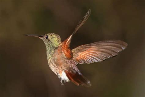 13 Berylline Hummingbird Facts With Pics Bird Feeder Hub