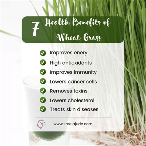 7 Amazing Wheatgrass Juice Benefits Sreeja Jude