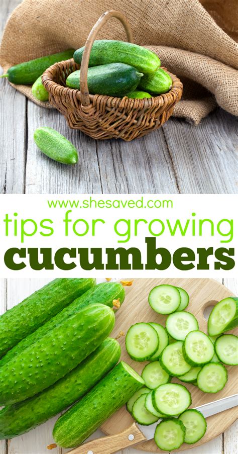 Tips For Growing Cucumbers Shesaved