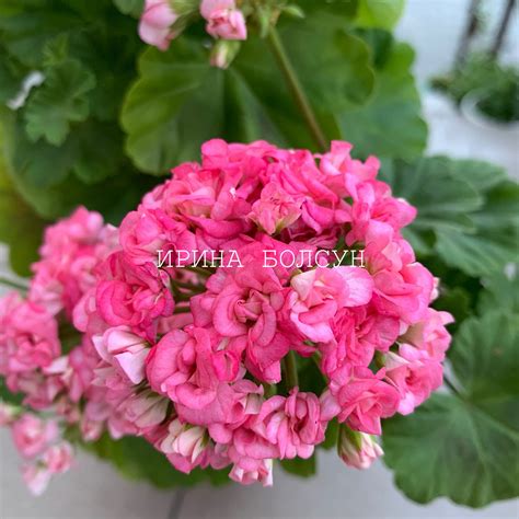 Grainger’s Antigue Rose (Античная Роза) - Пеларгонии в Гомеле