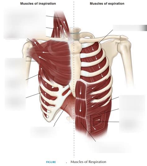 Muscles of Respiration-Diagram Diagram | Quizlet