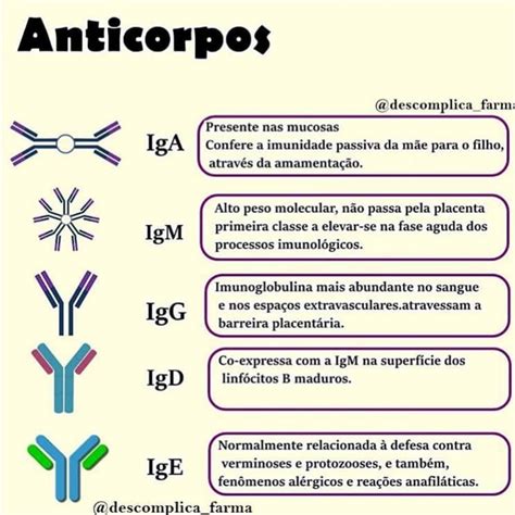 Imunoglobulina O Que é - 7