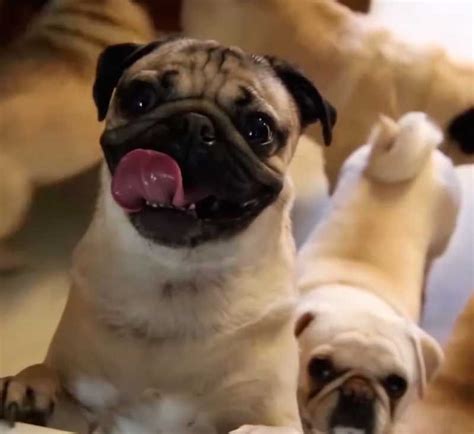 Simbolismo Pug O Doguillo Animal Chaman