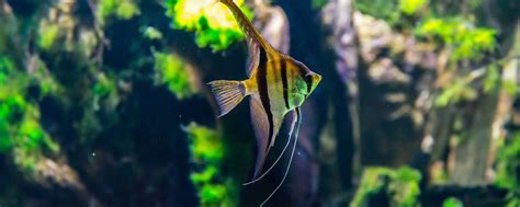 Altum Angelfish Pterophyllum Altum