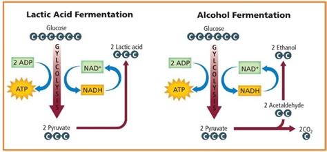 Pengertian Respirasi Aerob dan Anaerob Beserta Perbedaannya