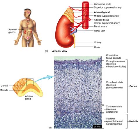 ISAP M1 5 Adrenal Glands Diagram Quizlet