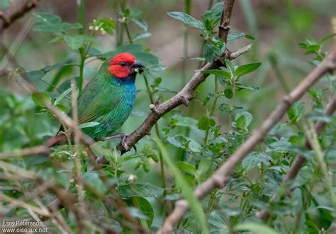 Fiji Parrotfinch - Erythrura pealii