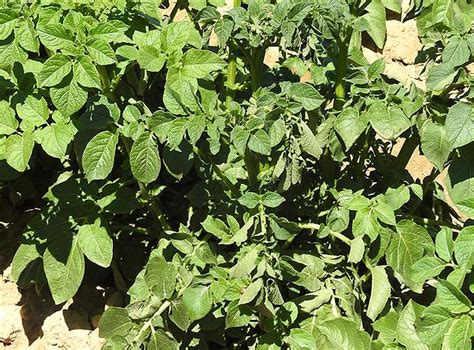 Dickeya Blackleg New Potato Disease Causing Major Impact Potatopro