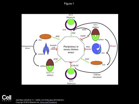 Pluripotency Takes Off Without Blimp1 Ppt Download